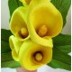 TDZ126 - 3D Yellow Calla Lily